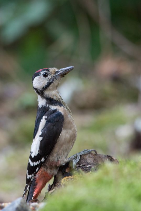 01 2019 08 06 Poidelko Dzieciol duzy (Dendrocopos major)