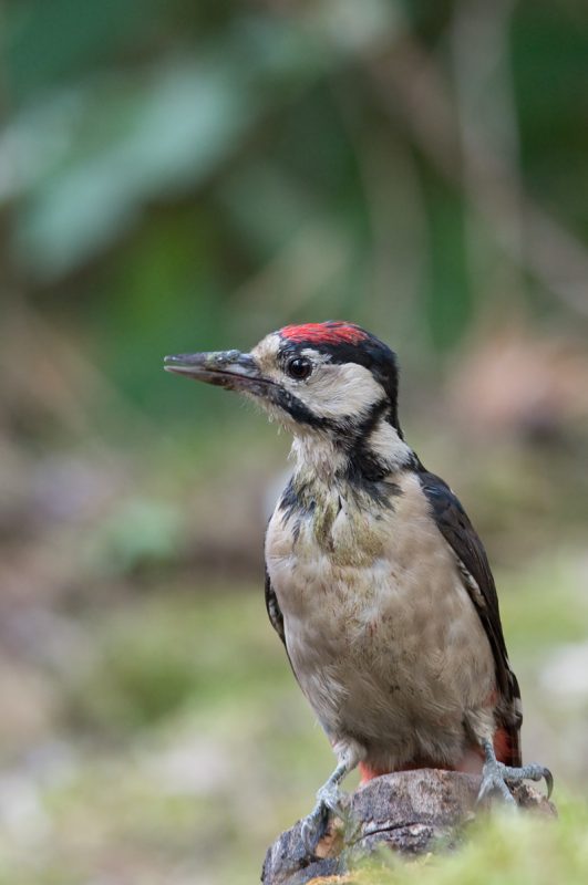 02 2019 08 06 Poidelko Dzieciol duzy (Dendrocopos major)
