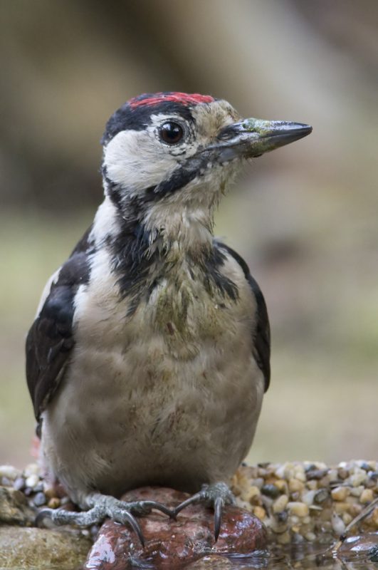 05 2019 08 06 Poidelko Dzieciol duzy (Dendrocopos major)