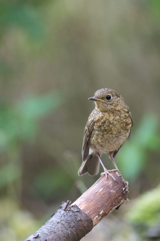 09 2019 08 06 Poidelko Mlody rudzik (Erithacus rubecula)