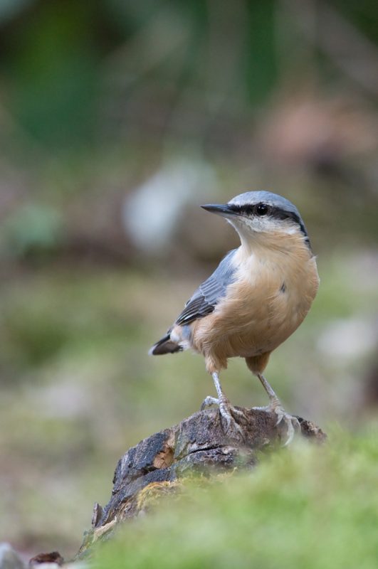 12 2019 08 06 Poidelko Kowalik (Sitta europaea)